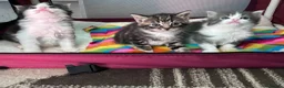 Mixed Breed cats for sale: Two kittens avaliable  - Advert 7