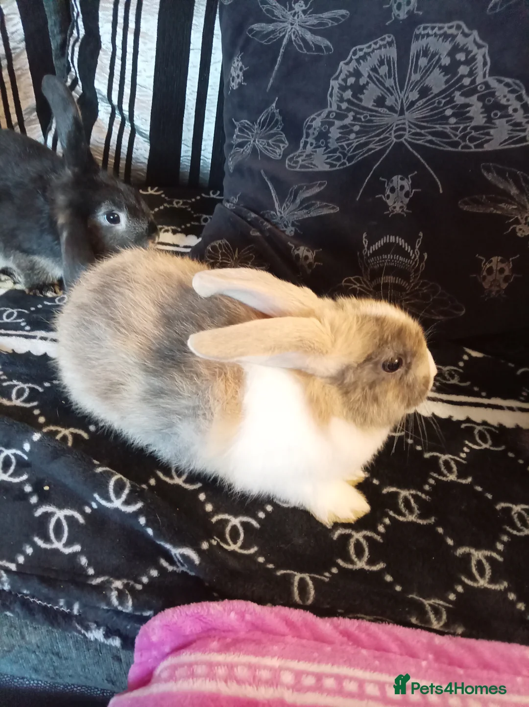 Mixed Breed rabbits for sale: 4 baby rabbits - Advert 7