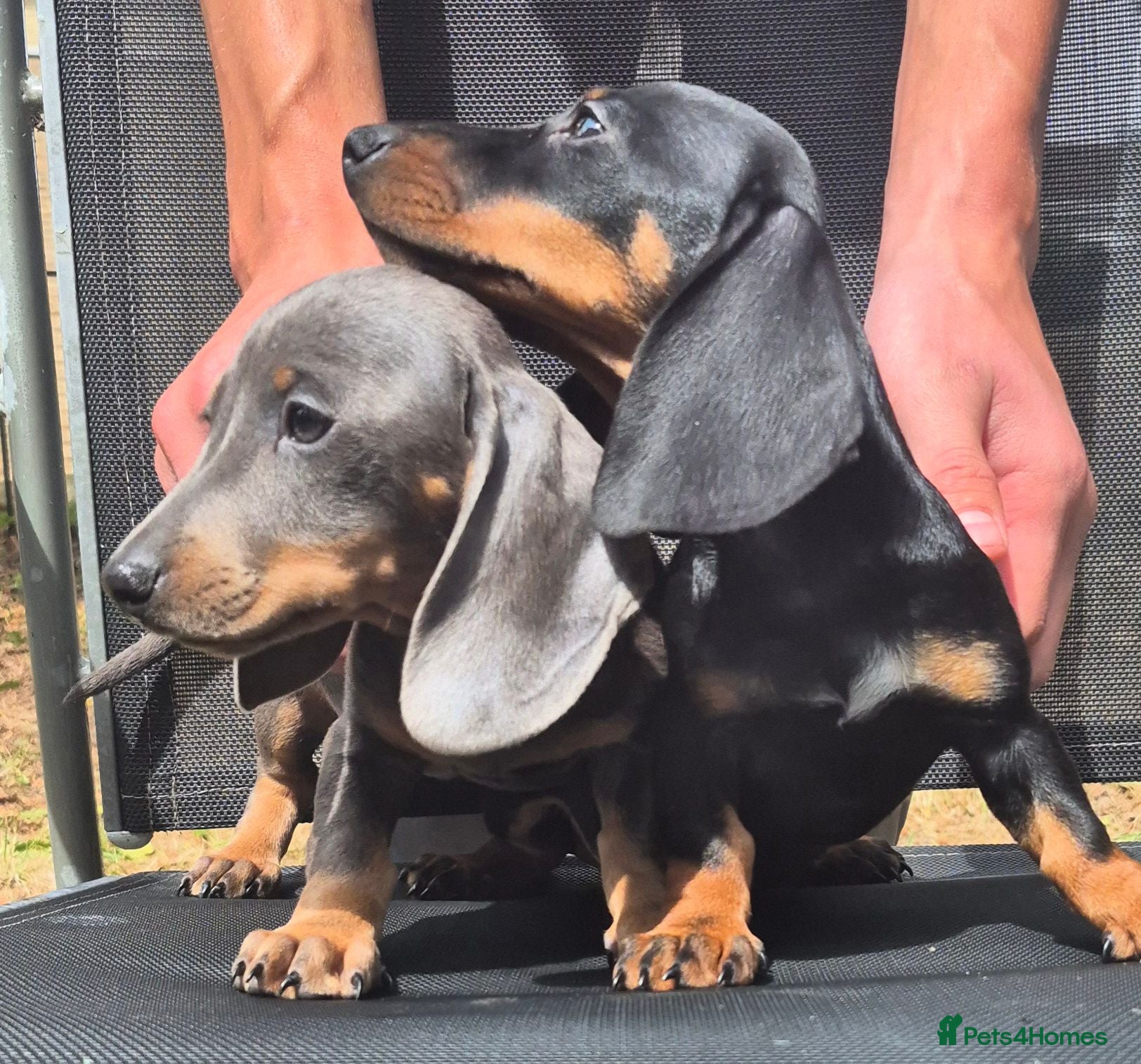 Dachshund dogs Dachund puppies - Advert 13