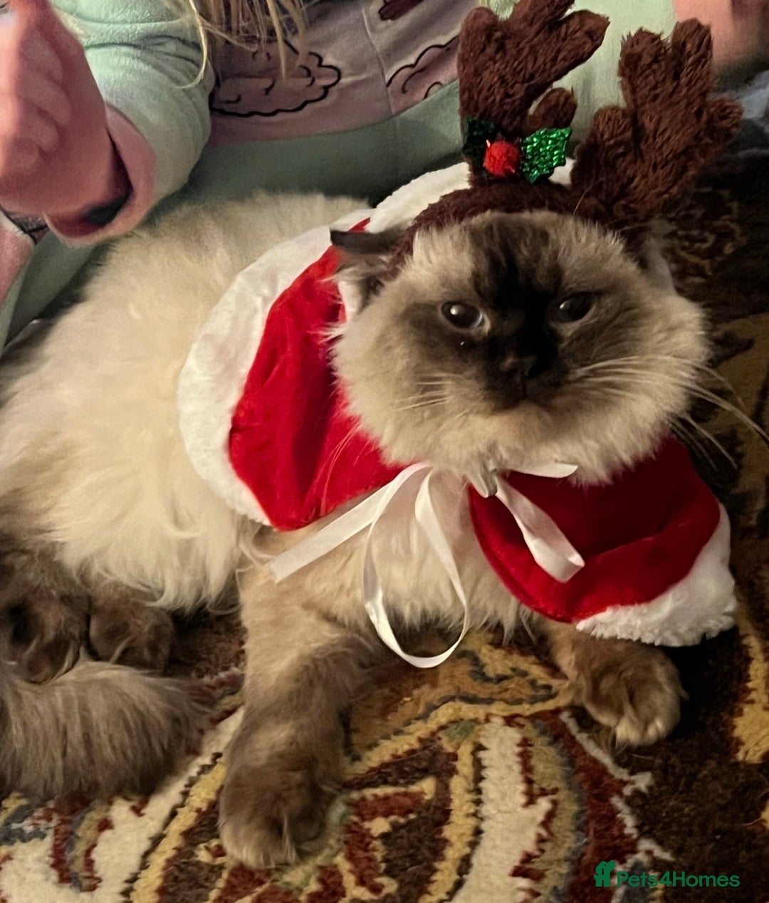 Ragdoll cats for sale: Champion GCCF kittens 🐱  - Advert 3