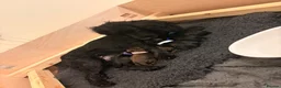 Cocker Spaniel dogs for sale: Beautiful Working cocker spaniels - Advert 11