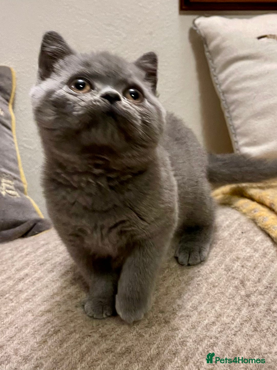 British Shorthair cats for sale: Champion Sired Female BSH - Advert 1