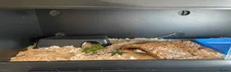 Boa Snake reptiles for sale: Boa Constrictor  - Advert 6