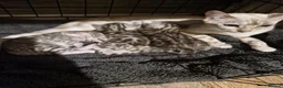 Bengal cats for sale: Silver tica registered bengals - Advert 8