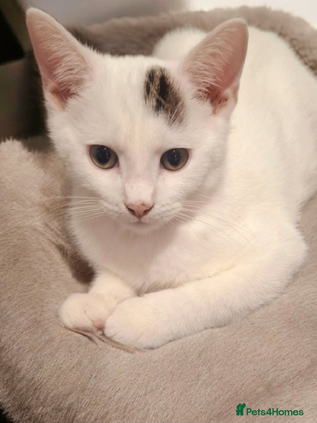 Mixed Breed cats for adoption: 5 adorable kittens looking for their forever homes - Advert 2