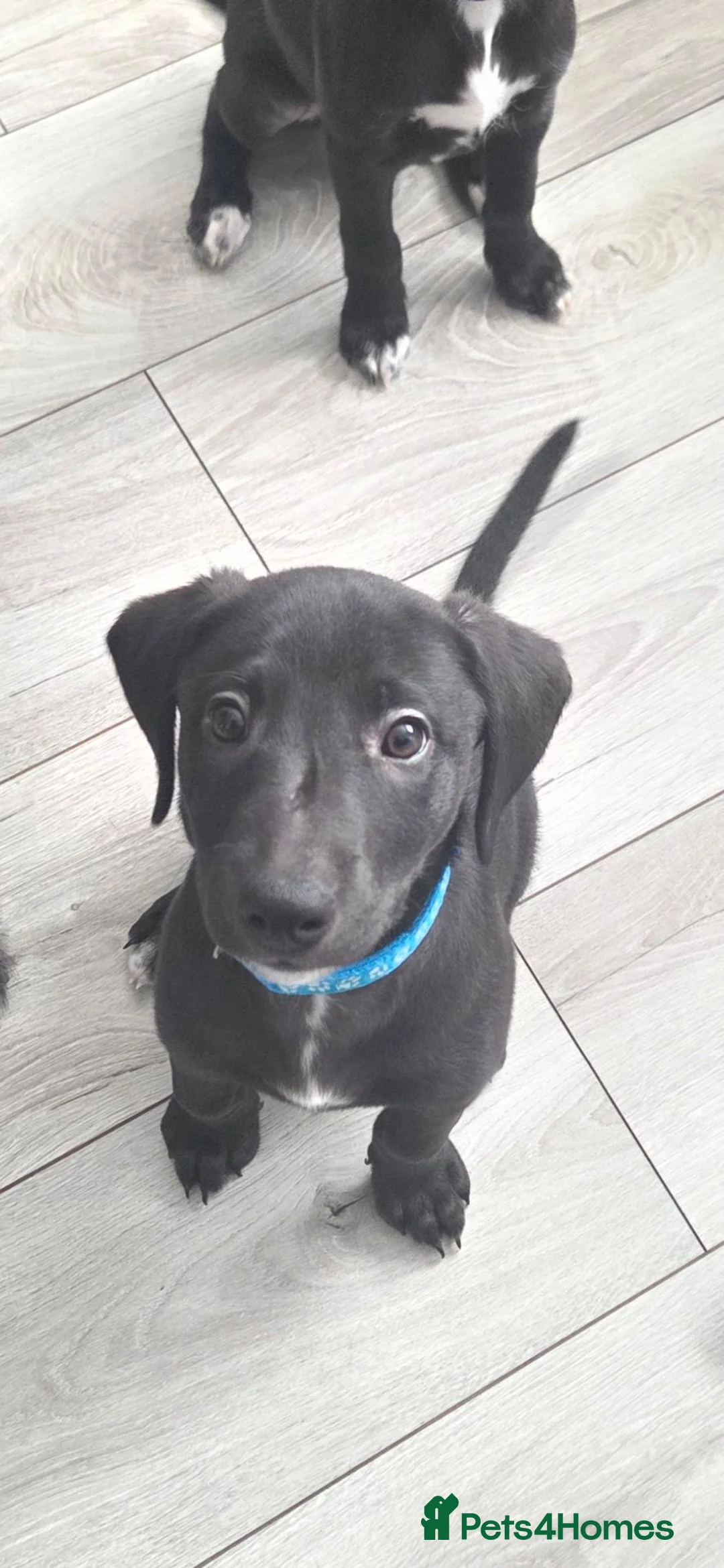 Mixed Breed dogs for sale: Bedlington whippet pups  in Knottingley - Advert 2