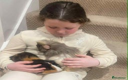 Guinea Pig rodents for sale: Bonded male guinea pigs - Image 3