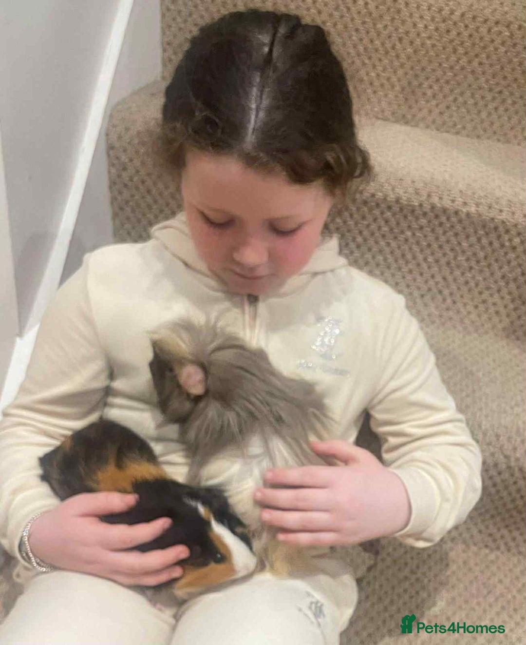 Guinea Pig rodents for sale: Bonded male guinea pigs - Image 3