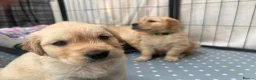 Golden Retriever dogs for sale: Beautiful KC registered pups for sale  in Thirsk - Advert 5