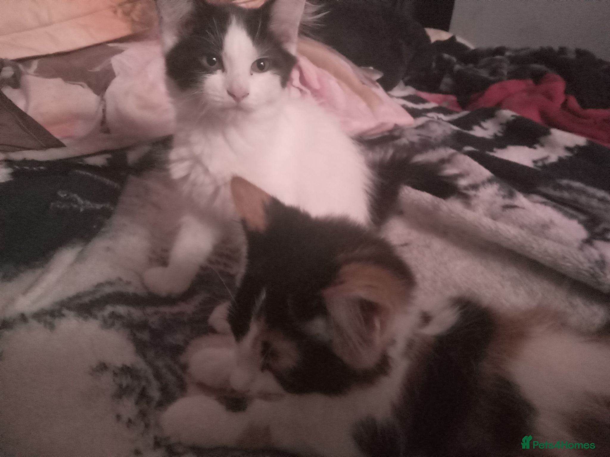 Mixed Breed cats Tilly and Maisey  - Advert 13