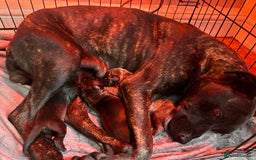 Mixed Breed dogs for sale: Bull whippet - Image 10
