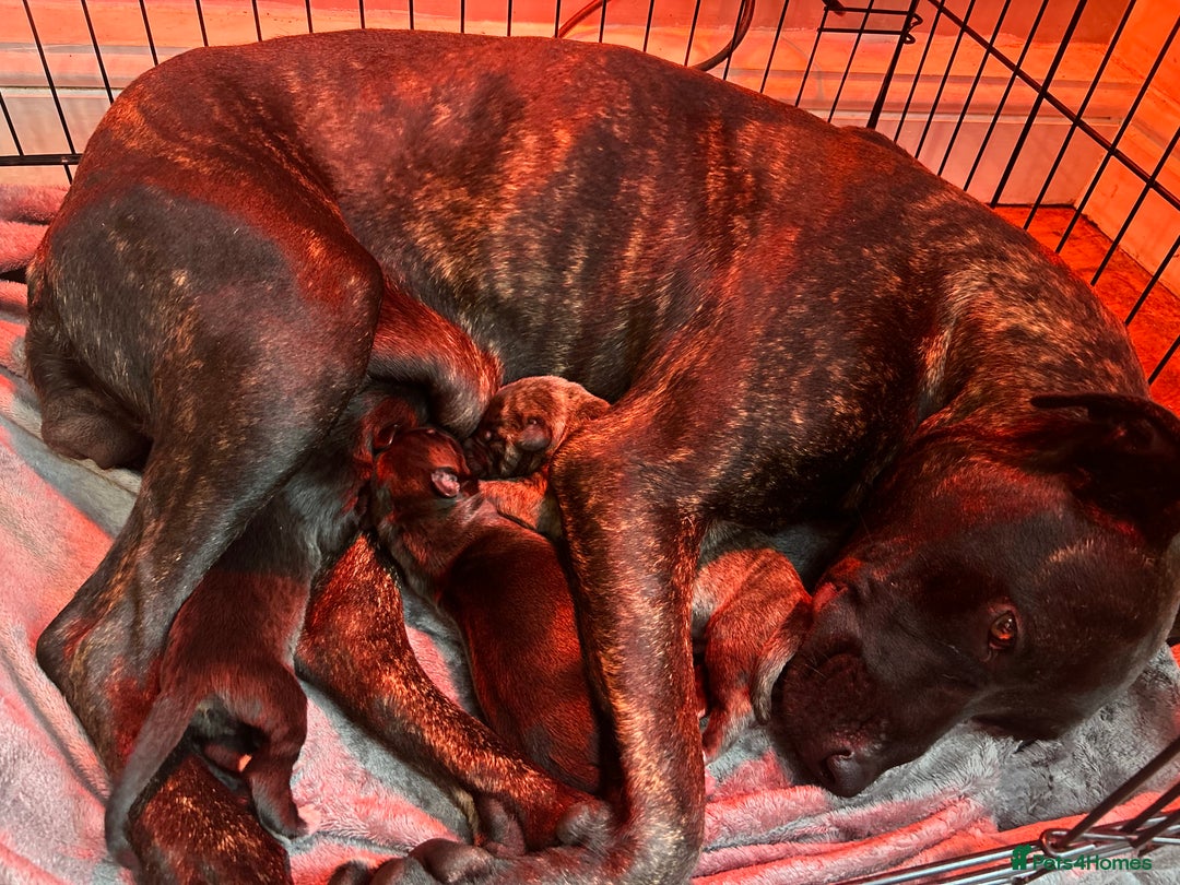 Mixed Breed dogs for sale: Bull whippet - Image 10