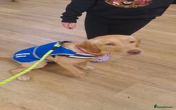 Labrador Retriever dogs for sale: Dudley Fox Red Labradors with FTCH in lineage - Image 5