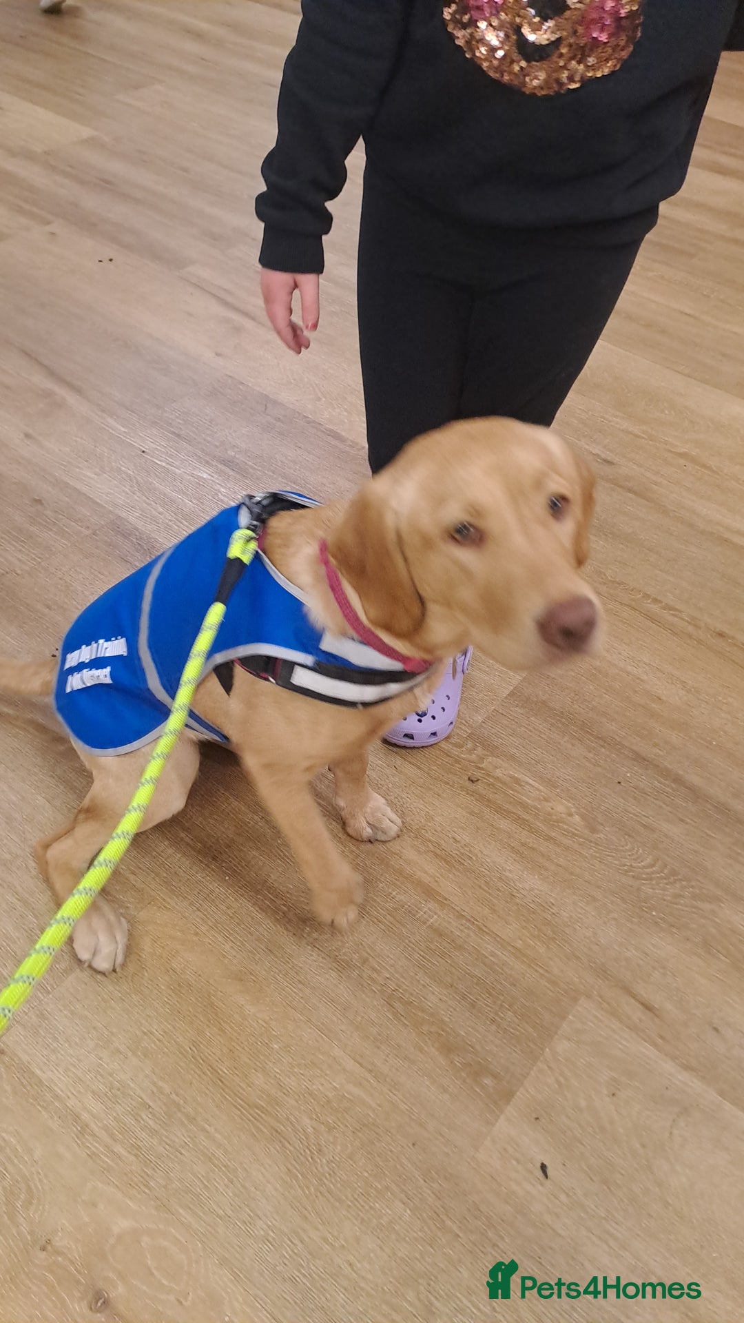 Labrador Retriever dogs for sale: Dudley Fox Red Labradors with FTCH in lineage - Image 5