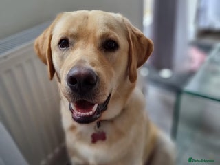 Labrador Retriever dogs in Kingswinford - Advert 25