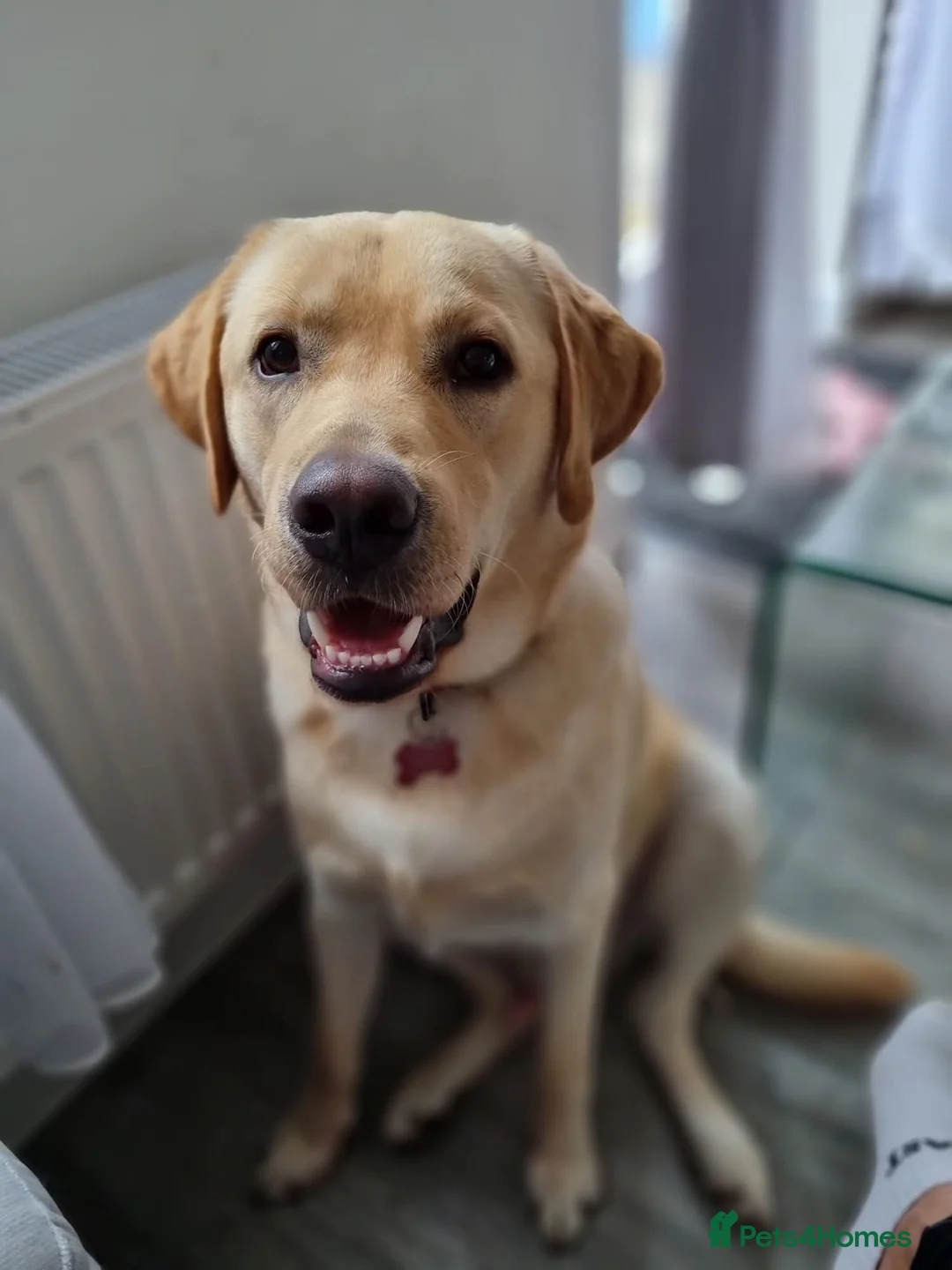 Labrador Retriever dogs for stud: Leo Yellow Labrador - Advert 1