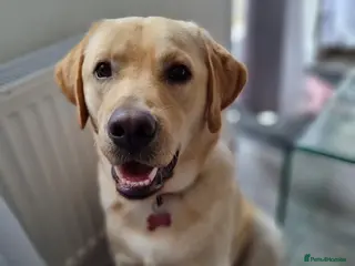 Labrador Retriever dogs Leo Yellow Labrador - Advert 16