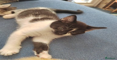 Mixed Breed cats - Advert 9