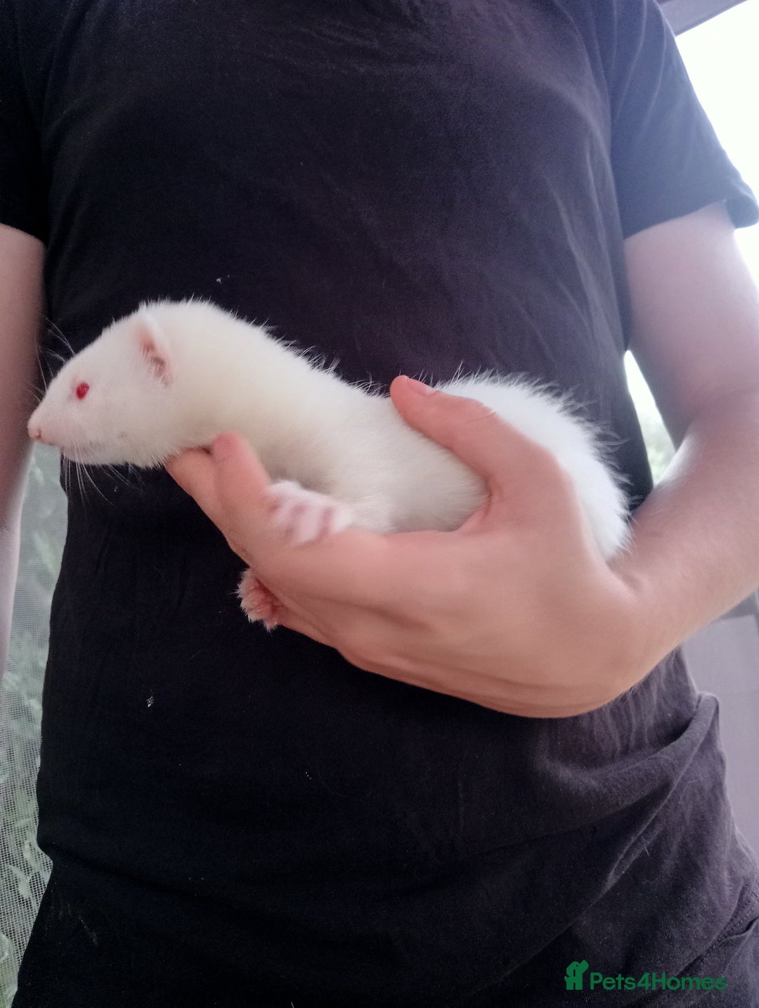 Ferret rodents for sale: 4 kits for sale  - Image 6
