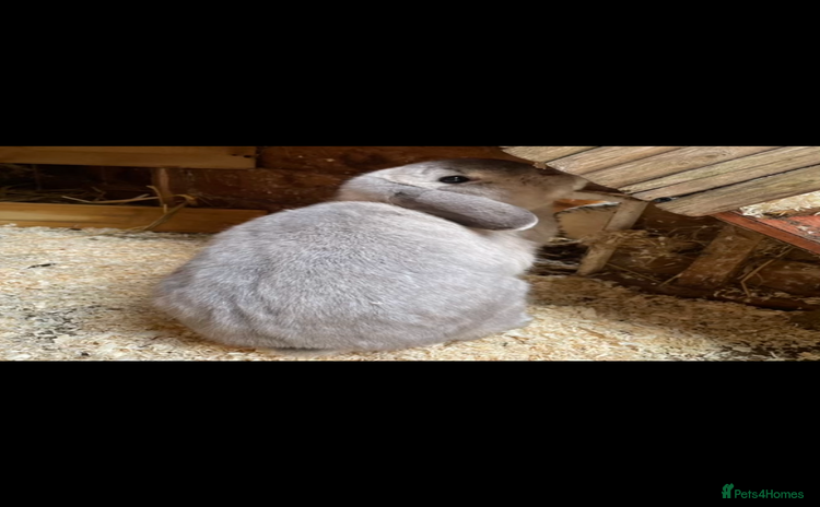 Mini Lop rabbits - Advert 15