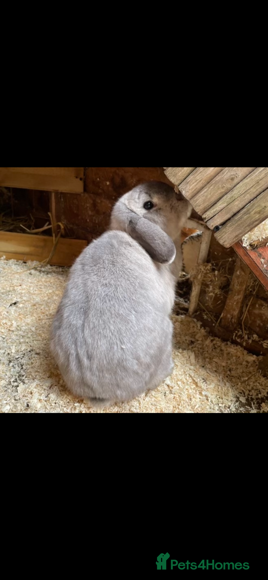 Mini Lop rabbits for sale: Lovely retired mini lop doe!  - Image 1