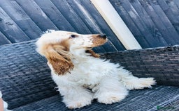 Cocker Spaniel dogs for sale: Beautiful Show Orange Roan Girl Left KC Reg  - Image 14