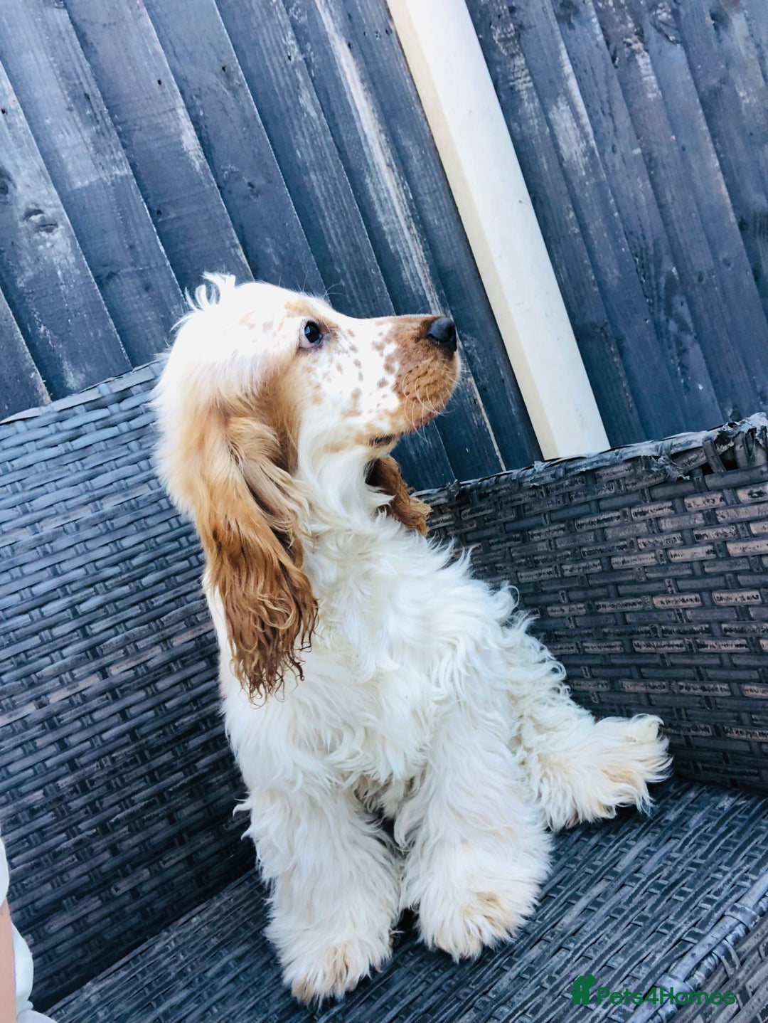 Cocker Spaniel dogs for sale: Beautiful Show Orange Roan Girl Left KC Reg  - Image 14