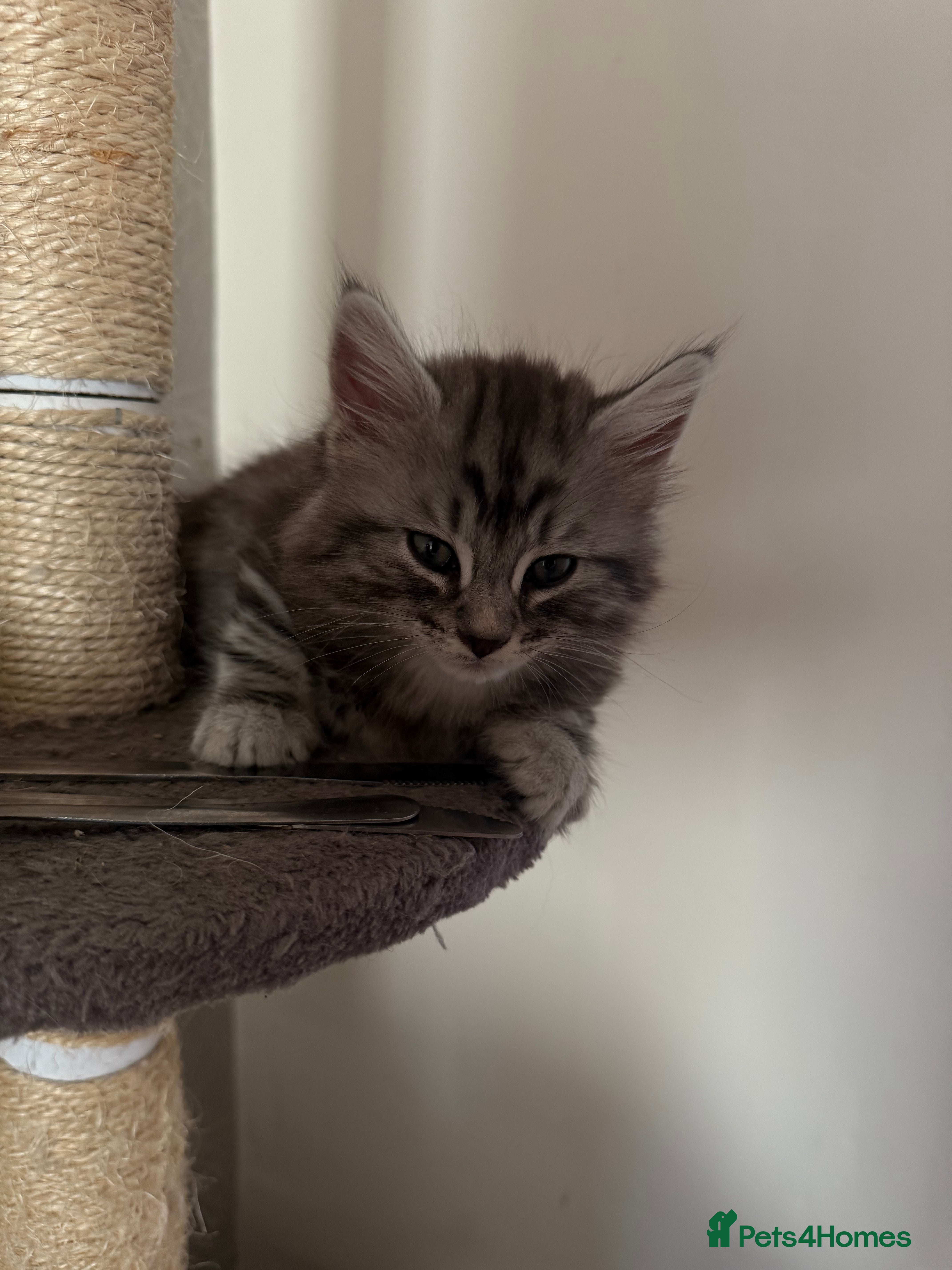 Maine Coon cats for sale:     🐾 Luxury Maine Coon x Siberian Kittens  - Advert 3