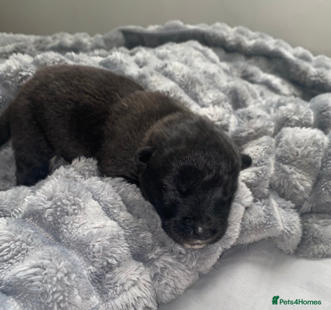 Akita dogs for sale: Beautiful American Akita Puppies 9 Boys 3 Females  - Advert 20