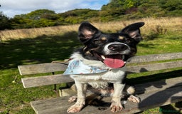 Mixed Breed dogs for sale: Collie mixed malinois  - Advert 9