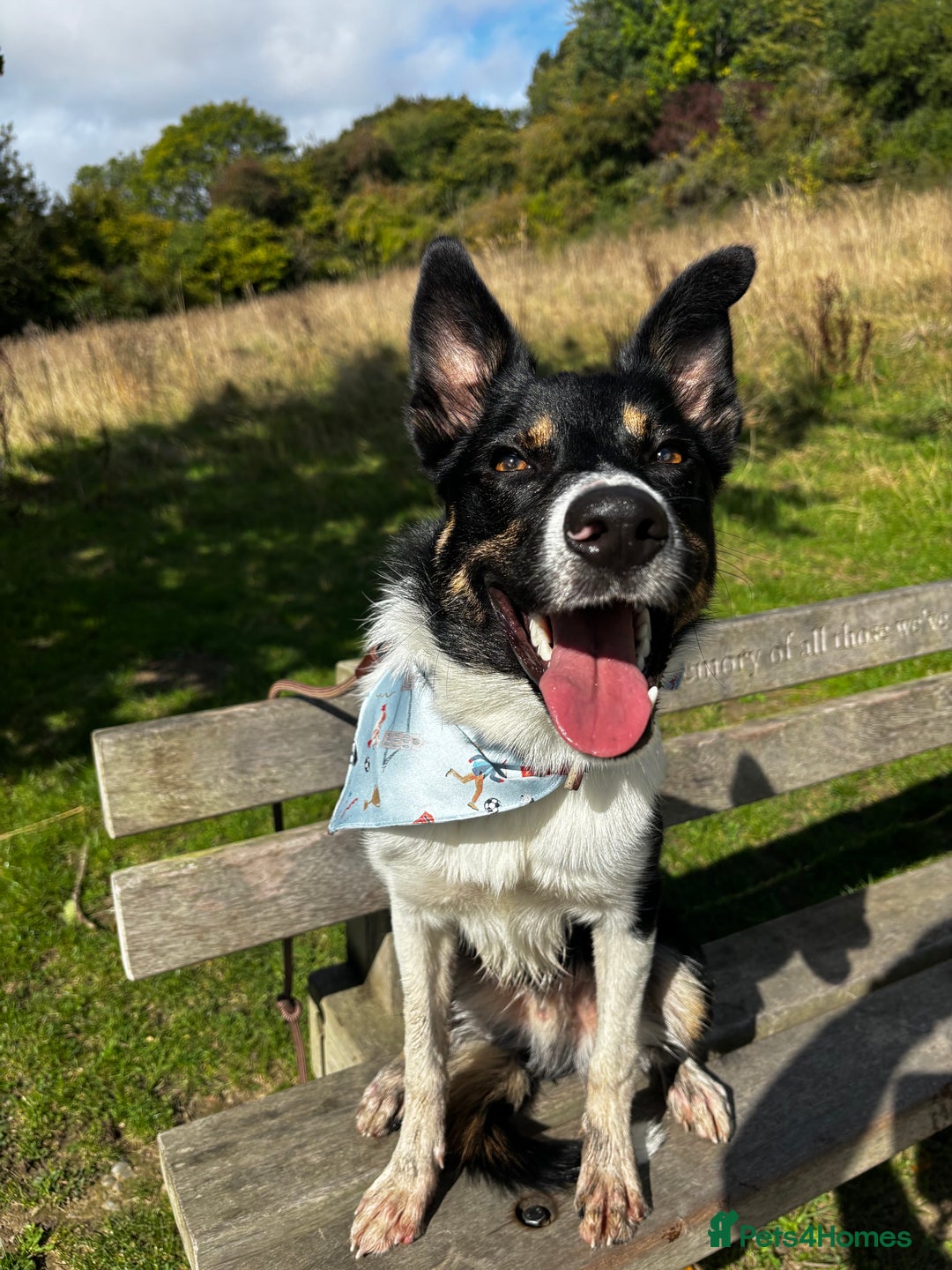 Mixed Breed dogs for sale: Collie mixed malinois  - Advert 9