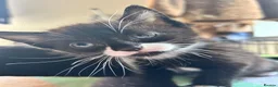 Mixed Breed cats for sale: Beautiful short-haired black and white kittens in Sudbury - Advert 4