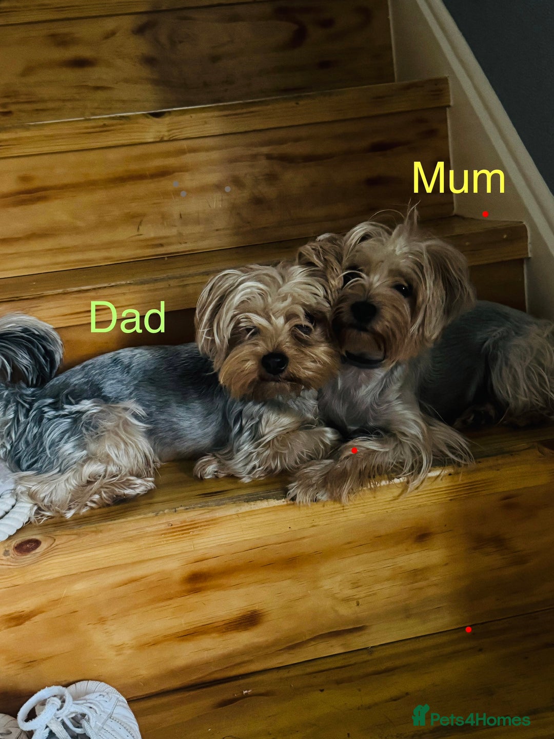 Yorkshire Terrier dogs for sale: 5x Boys 2x Girls Gorgeous Yorkshire Terriers  - Advert 2
