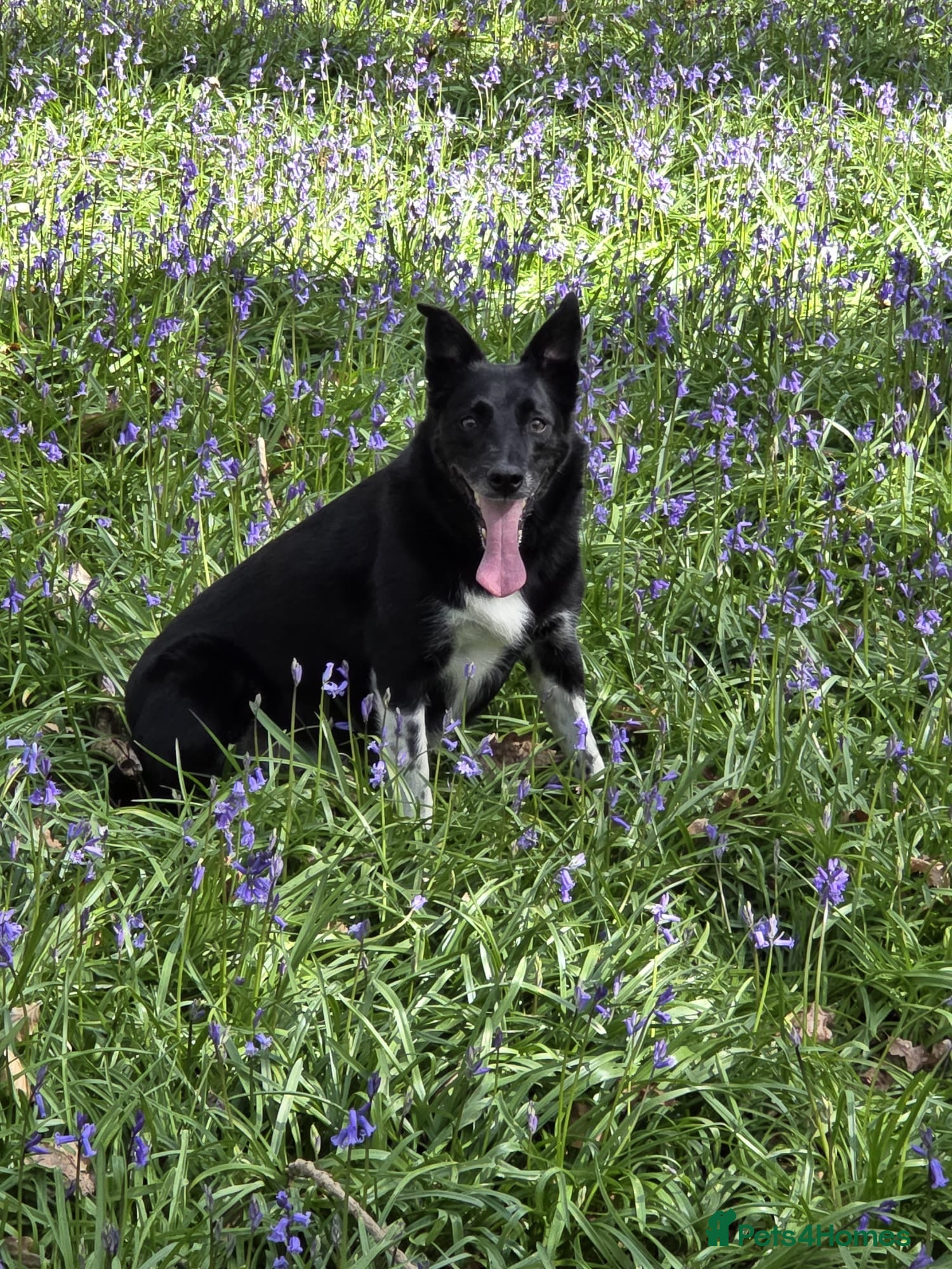 Border Collie dogs Free Lovely Rosie Border collie age 8 - Advert 3