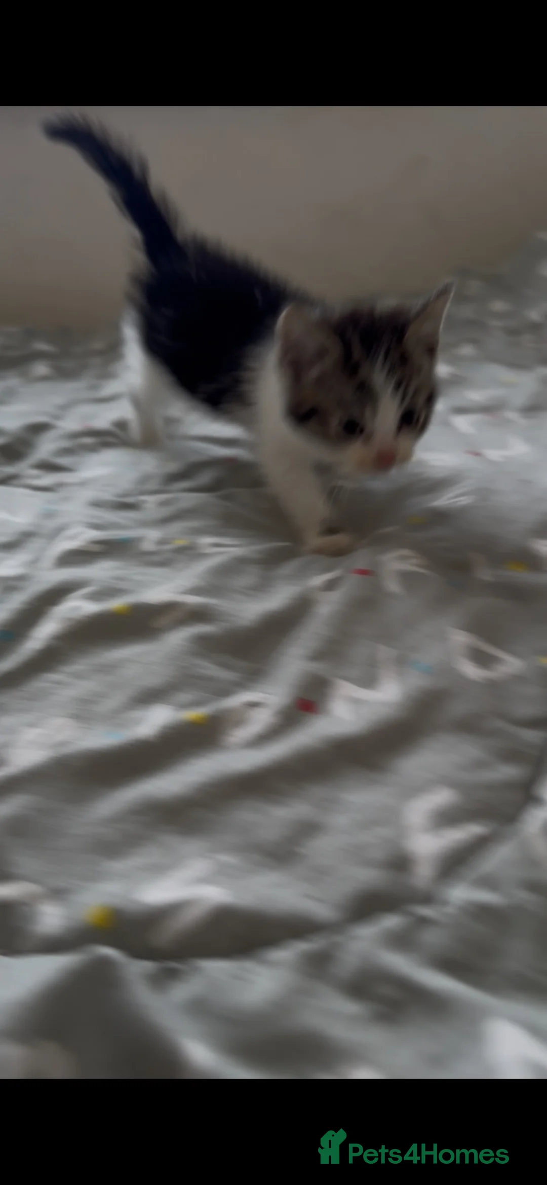 Mixed Breed cats for sale: 1 BEAUTIFUL MALE KITTEN  READY  TO LEAVE NOW  - Advert 2