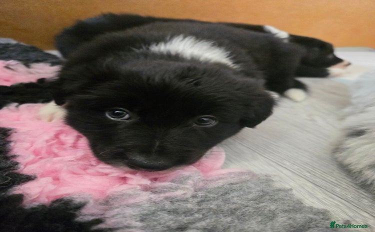 Border Collie dogs for sale in Wisbech - Advert 4