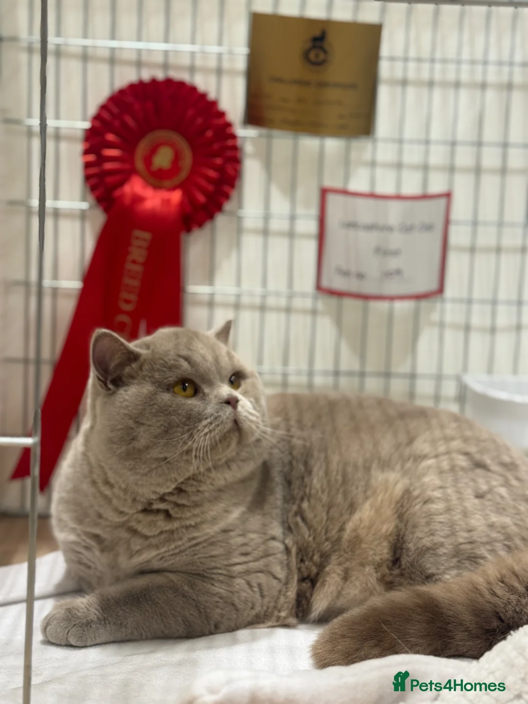 British Shorthair cats for stud: Super Fawn import for stud  - Advert 2