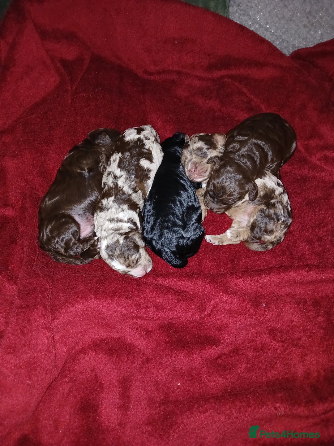 Cockapoo dogs for sale: F1 mini cockerpoos born 22nd December  - Advert 8