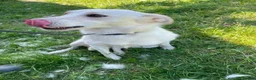 Mixed Breed dogs for adoption: Meet Elena, currently residing in Sheffield  in Sheffield - Advert 7