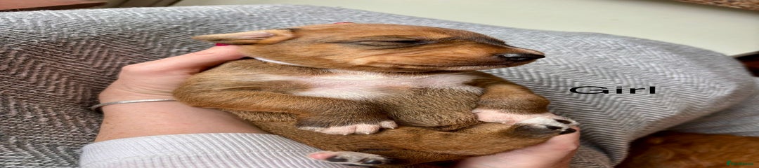 Mixed Breed Puppy 5