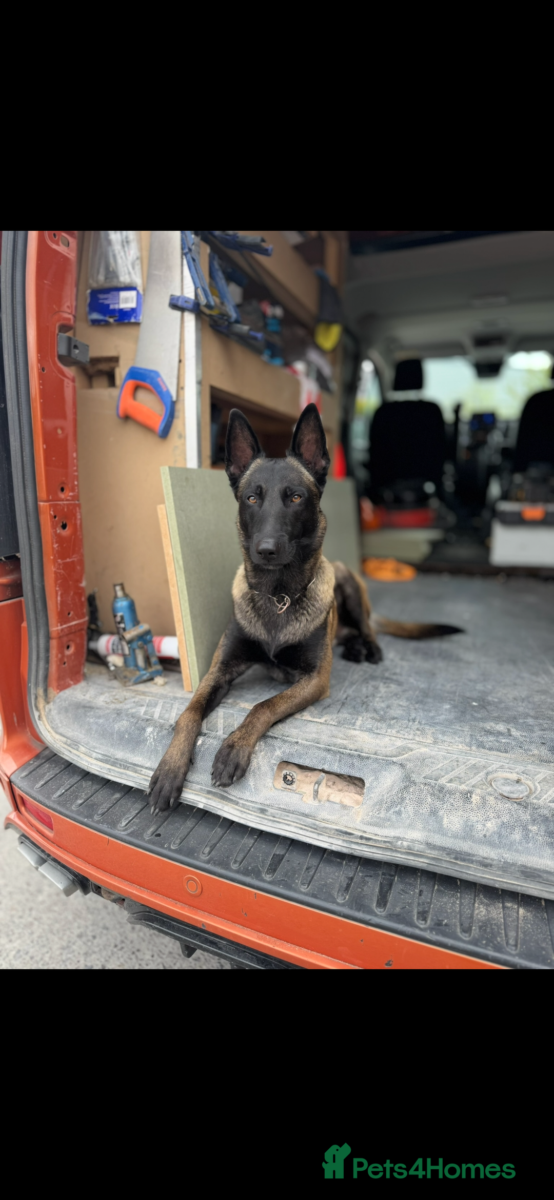 Belgian Shepherd Dog dogs for stud: Belgian Malinois Stud Male FCI - Image 11
