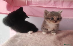 Devon Rex cats for sale: Munchkin x Devon rex  - Advert 11