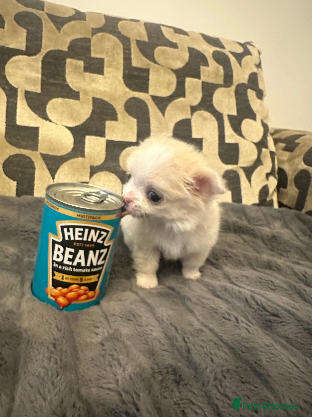 Chihuahua dogs for sale: KC Reg Champion Russian lines LONG COAT puppies - Image 12