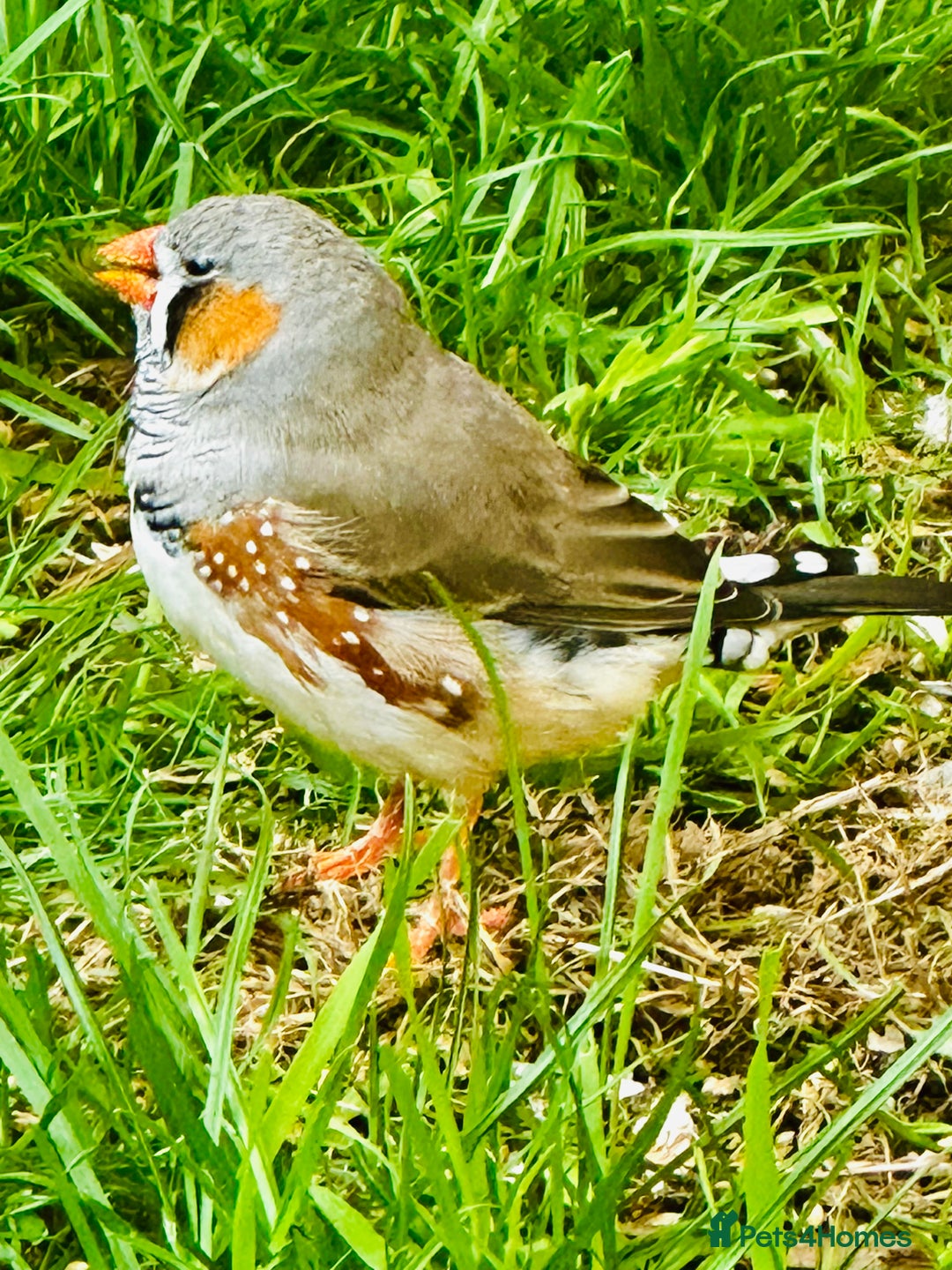 Finches birds for sale: Zebra Finches  - Image 1