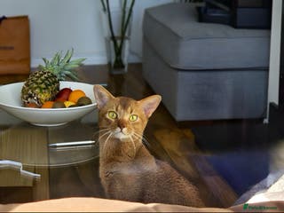 Abyssinian cats ☆Abyssinian Cat for stud-Sorrel colour ☆ in Northampton - Advert 2