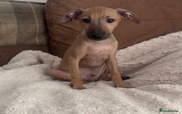 Italian Greyhound dogs for sale: 2 Stunning Italian Greyhound Boys – Ready Now - Image 9