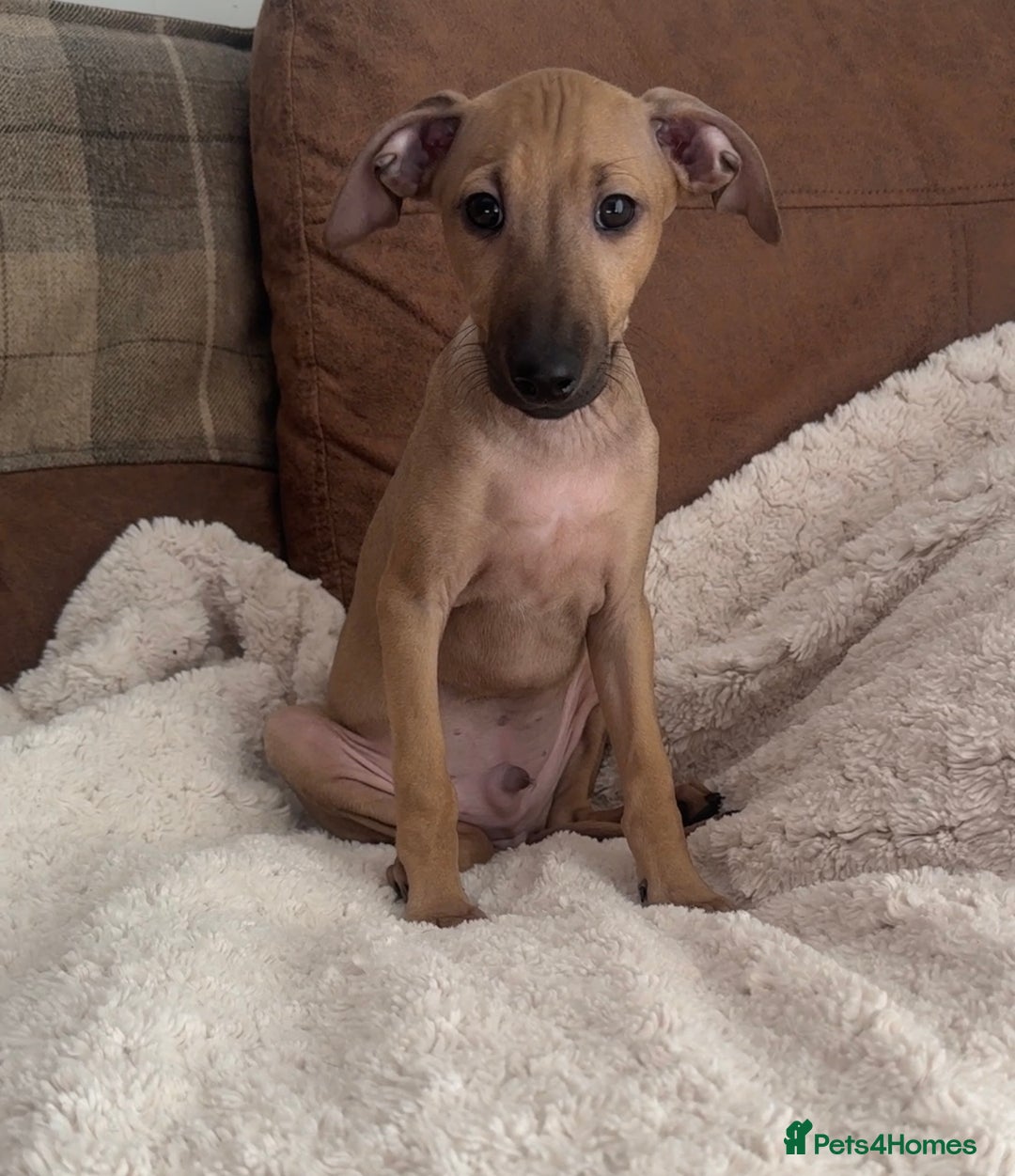 Italian Greyhound dogs for sale: 2 Stunning Italian Greyhound Boys – Ready Now - Image 9