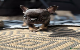 French Bulldog dogs for sale: Beautiful frenchie pups in Leeds - Image 11