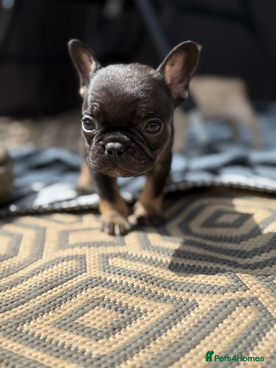 French Bulldog dogs for sale: Beautiful frenchie pups in Leeds - Image 11