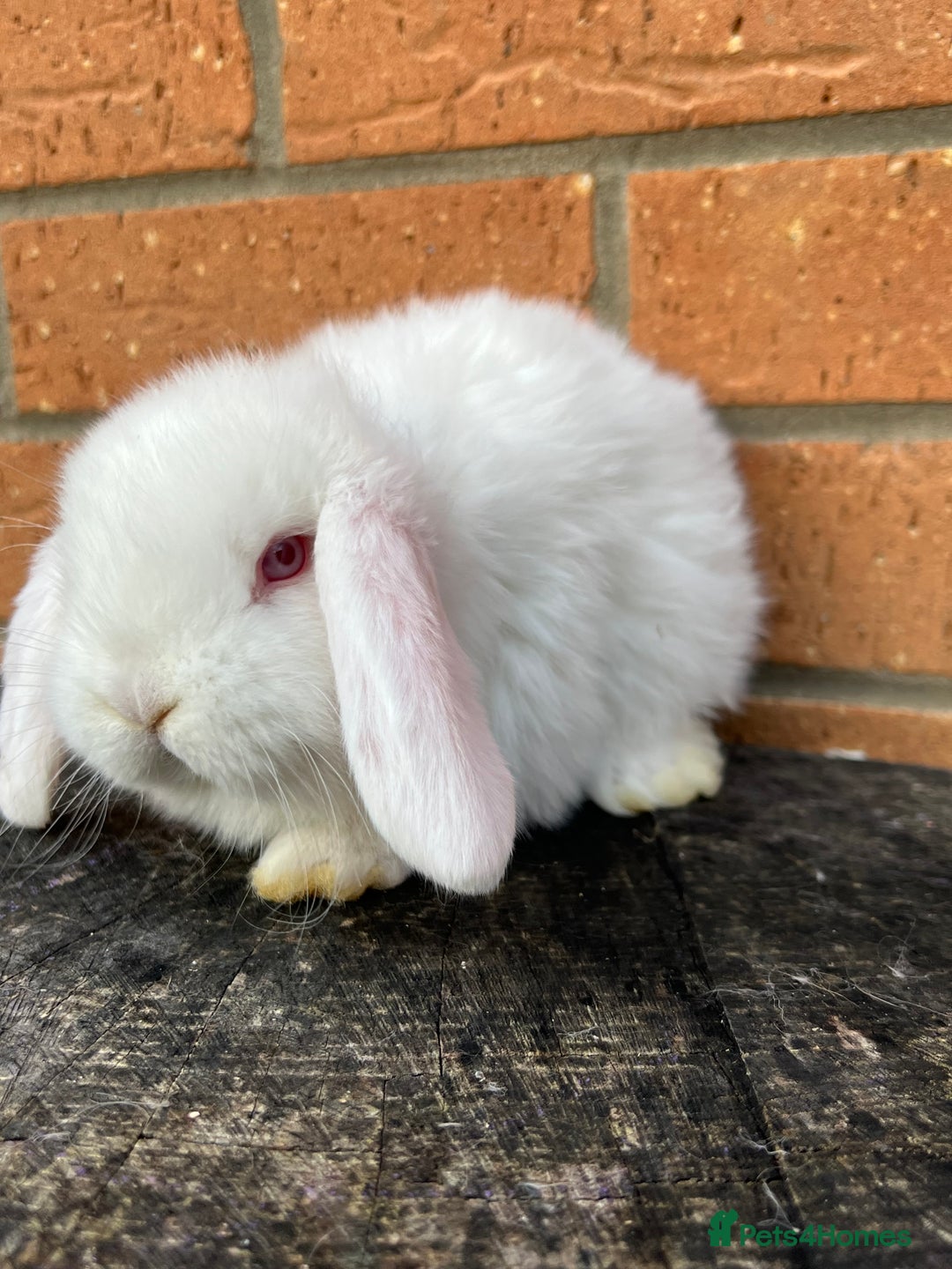 French Lop rabbits for sale: French Lops from Lincolnshire Lops - Advert 10